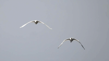 Löffler synchron.gif