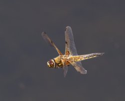 6L8A9193-DxO_Four_spot_chaser_dragonfly_flying.jpg