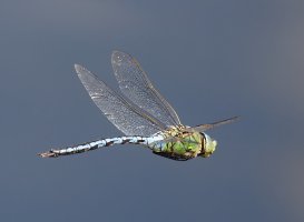 6L8A9271-DxO_emperor_dragonfly_flying-ls-tm.jpeg