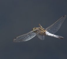 6L8A9374-DxO_blacktailed_skimmer_dragonfly_flying-ls-tm.jpeg