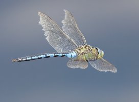 6L8A9396-DxO_emperor_dragonfly_flying-ls-tm.jpeg