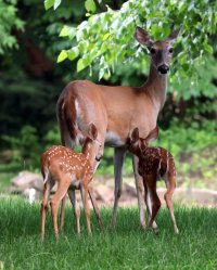 K41A1752 picasa fix and crop-topaz-denoise - Copy.JPG