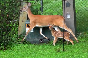 K41A1968 picasa fix-topaz-denoise - Copy.JPG K41A1968 picasa fix-topaz-denoise - Copy.JPG