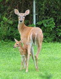 K41A2082 picasa fix-topaz-sharpen-denoise-lighting - Copy.JPG