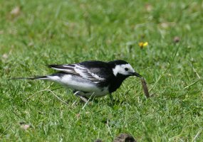 6L8A9015-DxO_Pied_Wagtail+worm.jpg