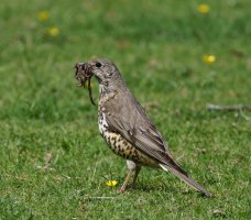 6L8A9049-DxO_Mistle_thrush+8_worms.jpg