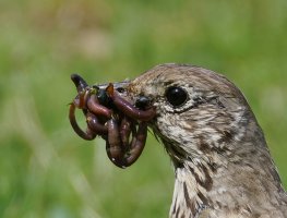 6L8A9072-DxO_Mistle_thrush+9_worms_crop.jpg