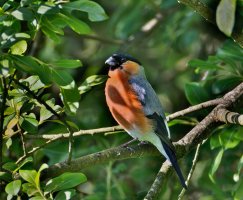 6L8A8335-DxO_Bullfinch-4-hl+sb_subjectshaut.jpg
