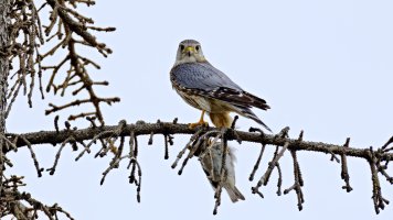 _66A2323_DxO-topaz-sharpen_Radiant copy (1).jpg