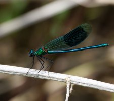 6L8A0052-DxO_Banded_Demoiselle_damselfly_2.jpg