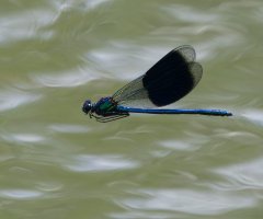 6L8A0334-DxO_Banded_Demoiselle_damselfly-flying-ls-ts.jpeg