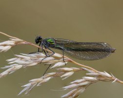Female_Banded_Demoiselle_1.jpg