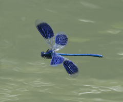 Banded_Demoiselle_flying.gif