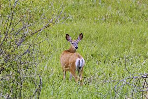 _66A2875_DxO-topaz-sharpen_Radiant.jpg