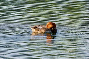 _66A2017_DxO-topaz-sharpen_Radiant.jpg