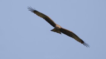 milvus migrans_02.jpg