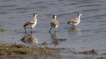 pied advocet chicks 2.jpg