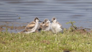 pied advocet chicks.jpg