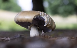 angeknabbert.jpg angeknabbert.jpg
