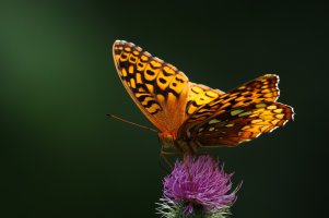 IMG_8363-Enhanced-NR-2.jpg