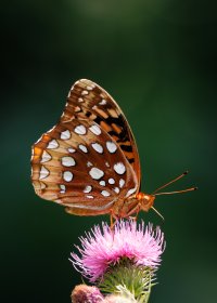 IMG_8496-Enhanced-NR.jpg