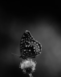 IMG_8348-Enhanced-NR.jpg