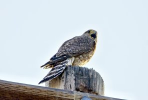 _66A2940Texture 2.jpg