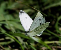 6L8A1020-DxO_green_veined_butterfly_flying-ls-ts_bb.jpg