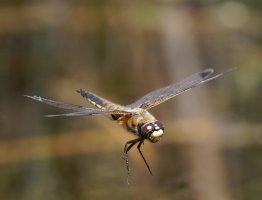6L8A0761-DxO_four_spot_chaser_dragonfly_flying-ls-ts.jpeg