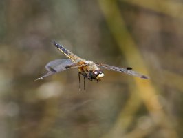 6L8A0800-DxO_four_spot_chaser_dragonfly_flying-ls-ts.jpeg