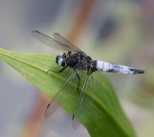 6L8A1045-DxO_scarce_chaser_dragonfly.jpg