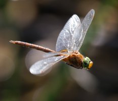 6L8A0972-DxO_Norfolk_Hawker_dragonfly_flying_face-ls-ts.jpeg