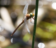 6L8A1000-DxO_Norfolk_Hawker_dragonfly-ls-ts.jpeg