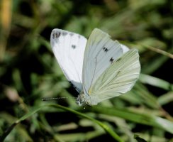 6L8A1018-DxO_green_veined_butterfly_flying-ls-ts.jpeg