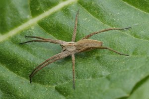 Listspinne Wagbachniederung 30-04-2024 small res.JPG