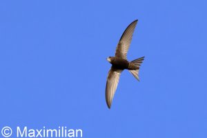 swift_2025_01.JPG