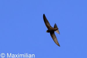 swift_2025_03.JPG