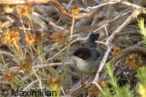 warbler_Sardinian_2025_01.JPG