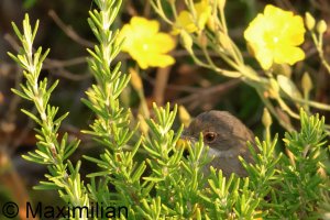 warbler_Sardinian_2025_02.JPG
