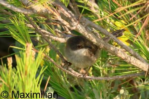 warbler_Sardinian_2025_03.JPG