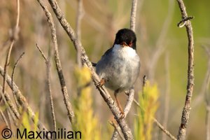 warbler_Sardinian_2025_04.JPG