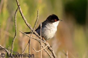 warbler_Sardinian_2025_05.JPG