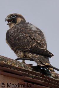 peregrine_2025_34.JPG