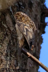 treecreeper_2025_01.JPG
