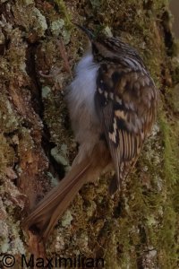 treecreeper_2025_02.JPG