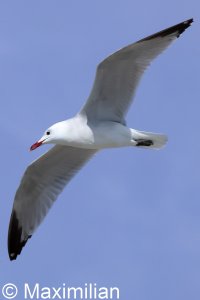 gull_Audouins_2025_01.JPG