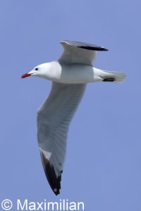 gull_Audouins_2025_02.JPG