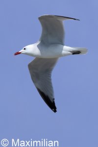 gull_Audouins_2025_03.JPG