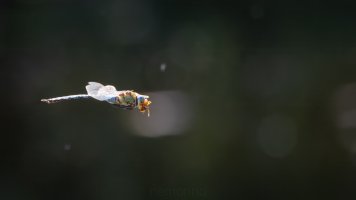 mit marienkäfer_03.jpg