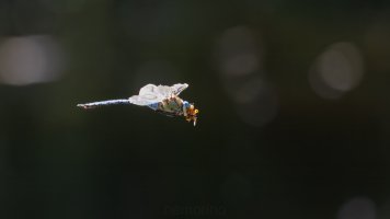 mit marienkäfer_02.jpg